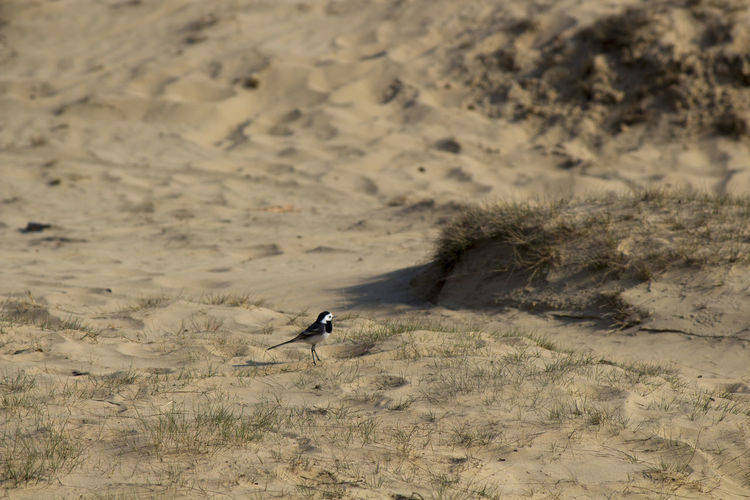 High angle view of bird perching on sand at beach