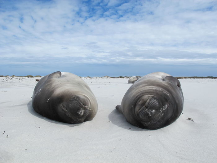View of seals on beach against sky