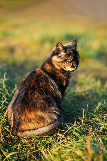 Cute homeless stray tricolor cat on nature background. outdoor portrait of sad homeless cat on