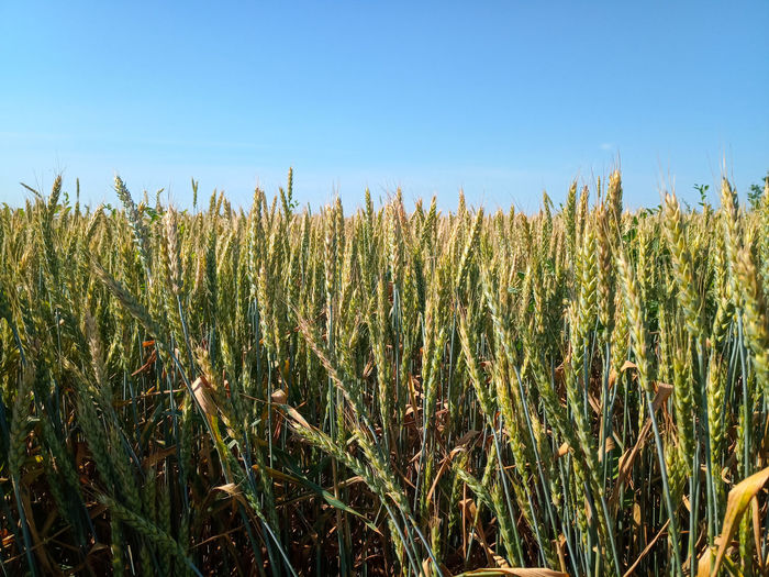 View of stalks in field against clear sky