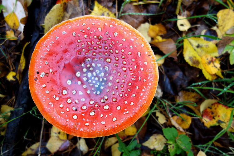 Close-up of fly agaric mushroom on field