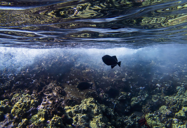 High angle view of fish swimming in sea