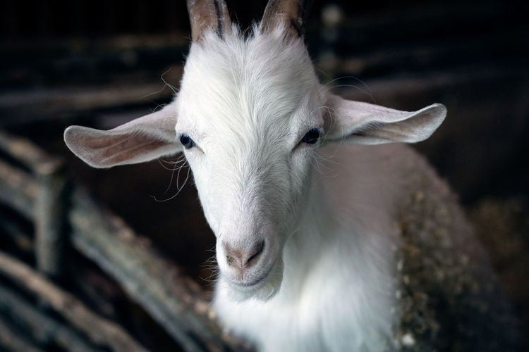 A young goat is looking at the camera. filmed at the chelyabinsk contact zoo.