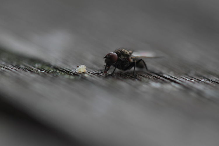Close-up of housefly feeding on table