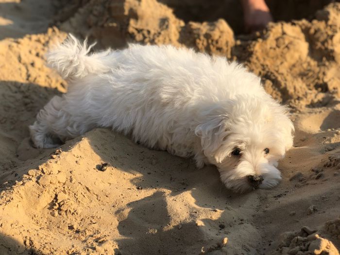White dog resting on sand