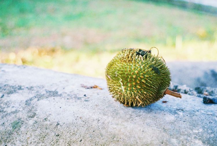 Close-up of durian
