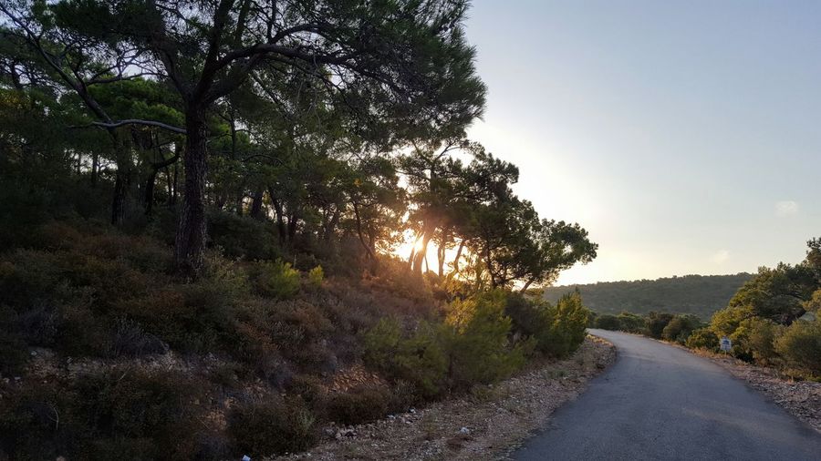 Road amidst trees in forest against sky