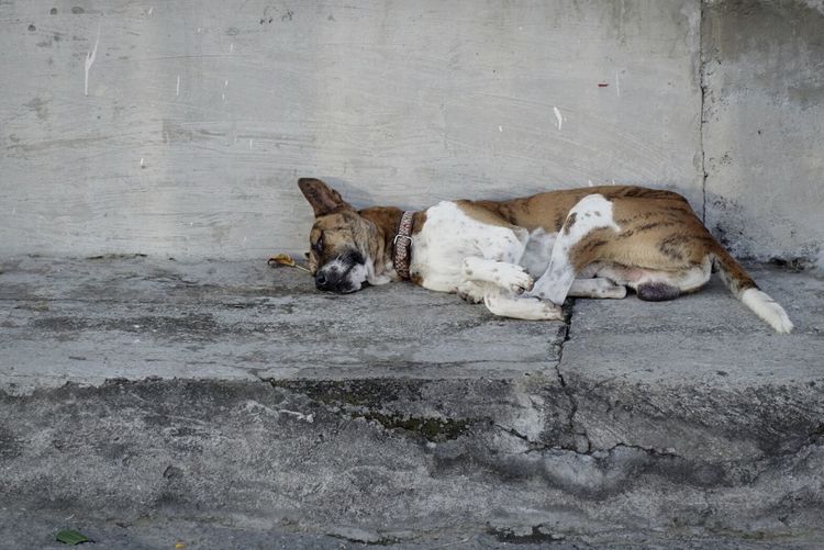 Dog resting by wall