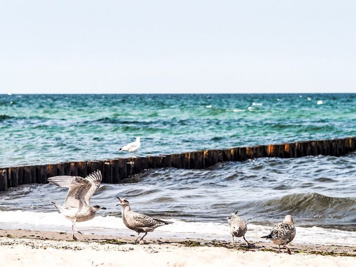 Seagulls on beach by sea against clear sky
