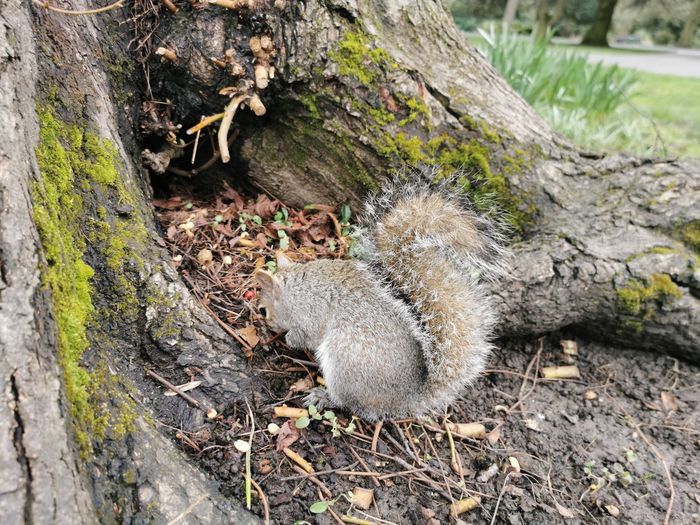 High angle view of squirrel on tree trunk