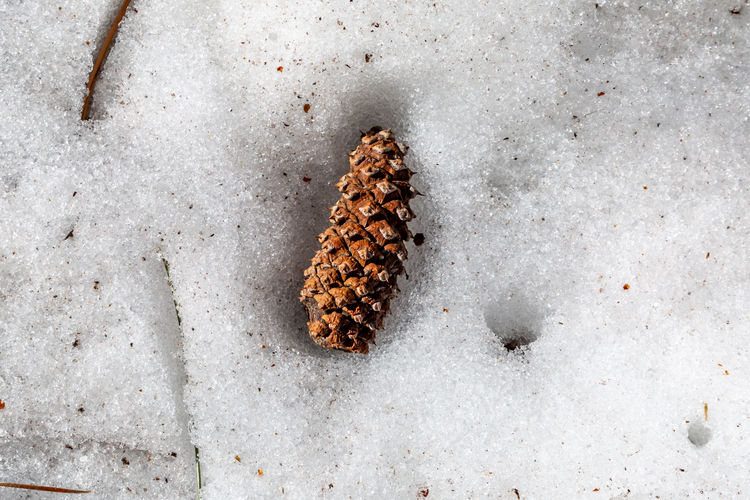 Looking down at a pine cone laying in snow