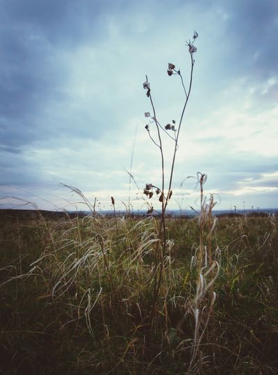 Scenic view of field against cloudy sky