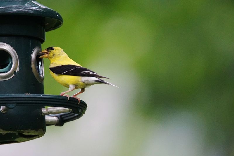 Gold finch perching on bird feeder