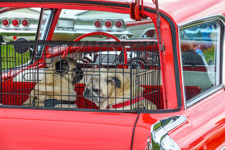 Dogs in a cage in the trunk of an old classic car