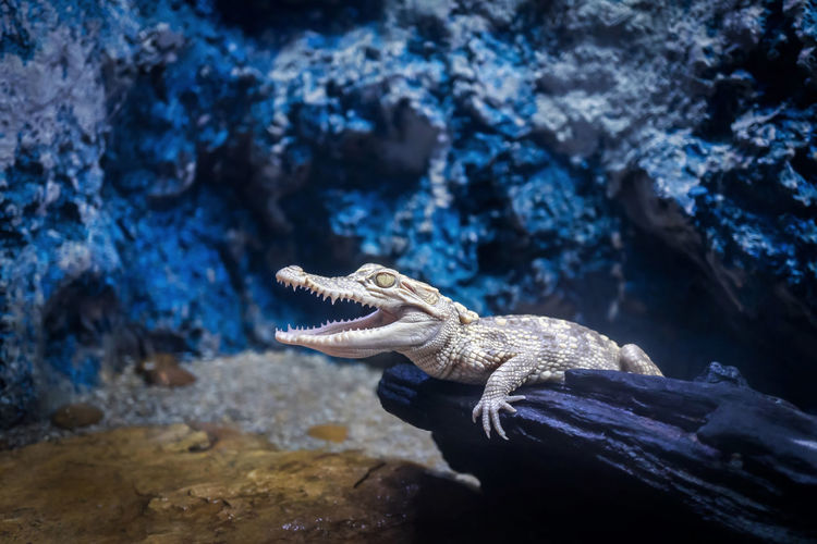 Close-up of alligator on rock