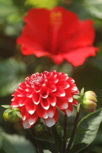 Close-up of pink flower