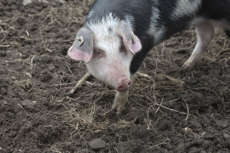 Close-up of a pig