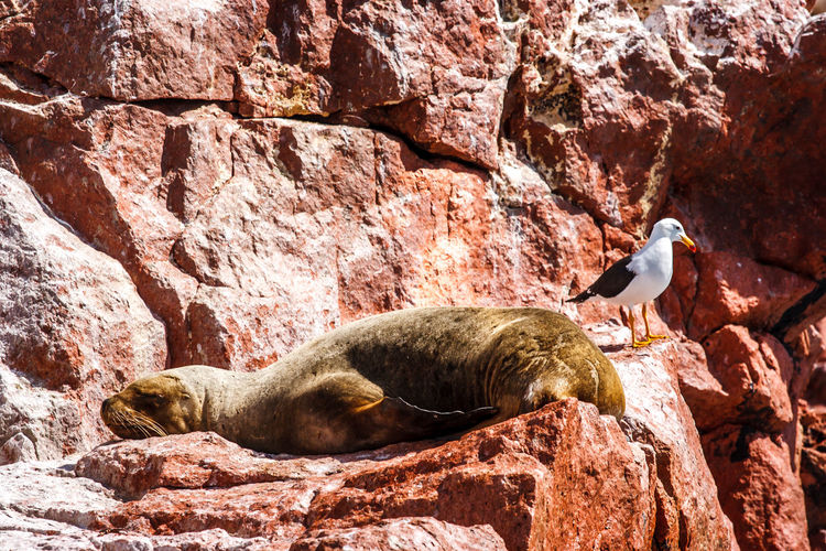 Close-up of sea lion and seagull on rock