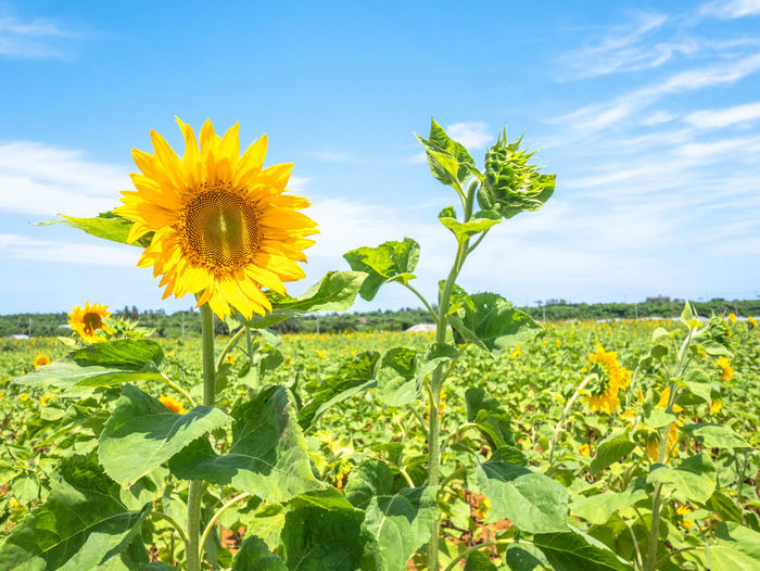 Yellow flowering plant on field against sky