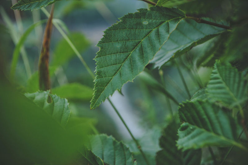 Close-up of green leaves