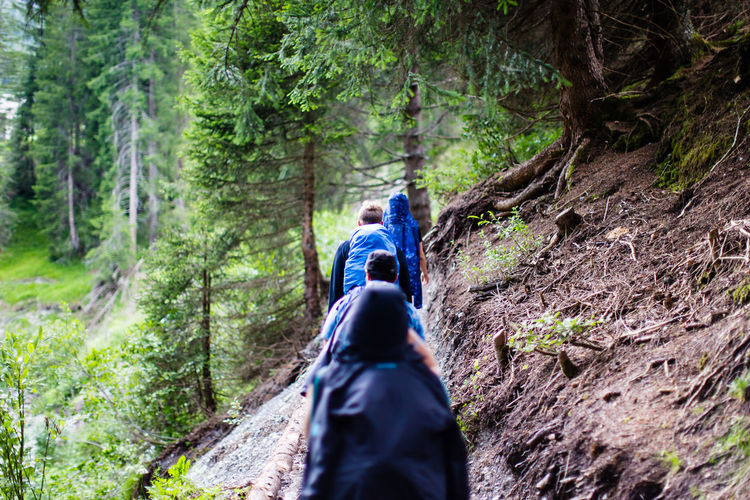 Rear view of hikers in forest
