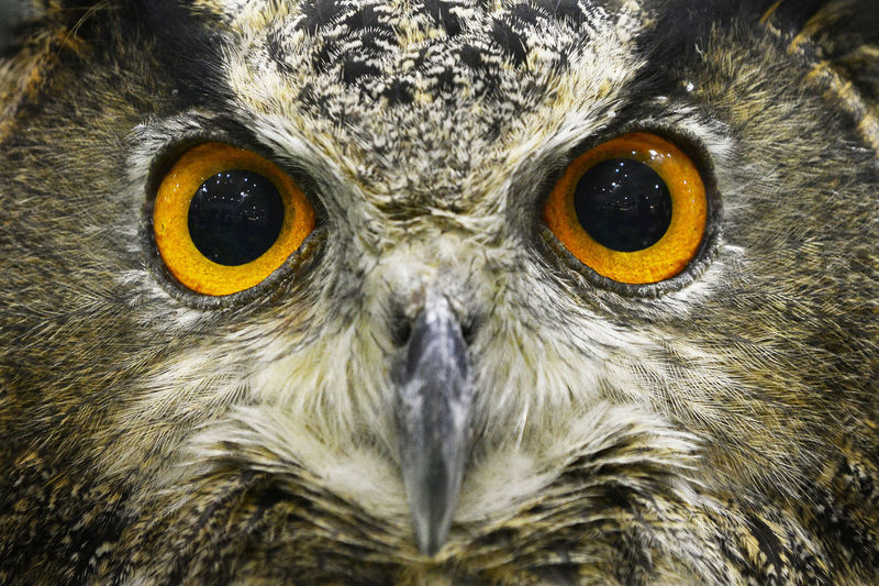 Close-up portrait of great gray owl