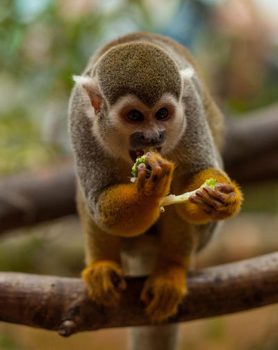 Red-backed squirrel monkey on tree trunk