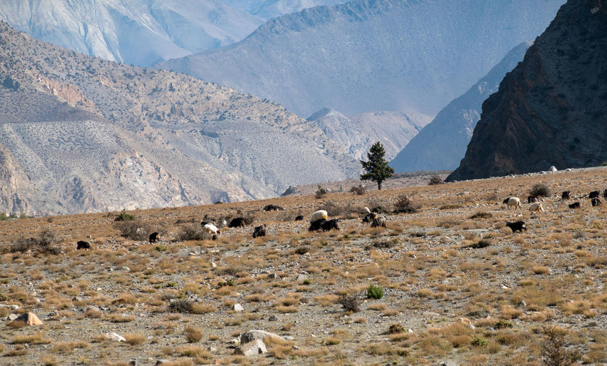 View of sheep on land