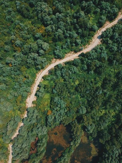 High angle view of road amidst trees in forest