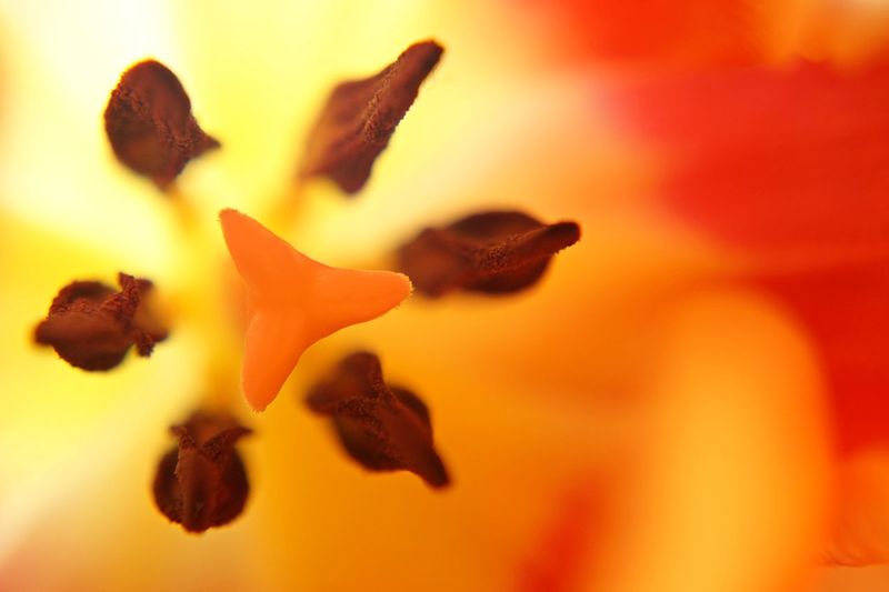 Detail shot of yellow flower in bloom