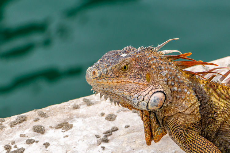 Close-up of iguana by water
