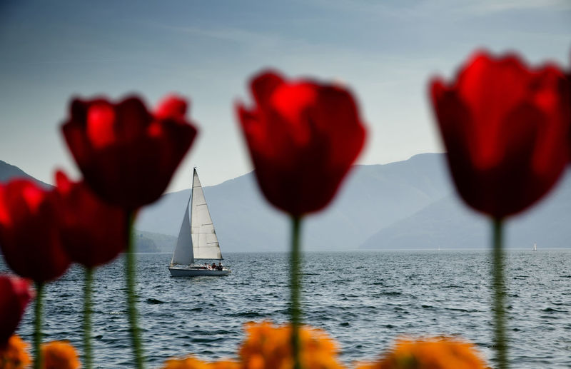 Red tulips growing against sailboat in lake