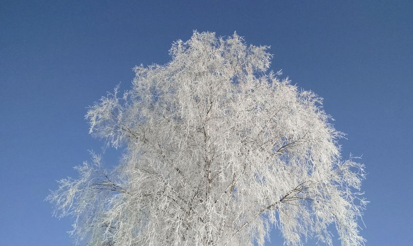 Low angle view of frosted bare tree against sky