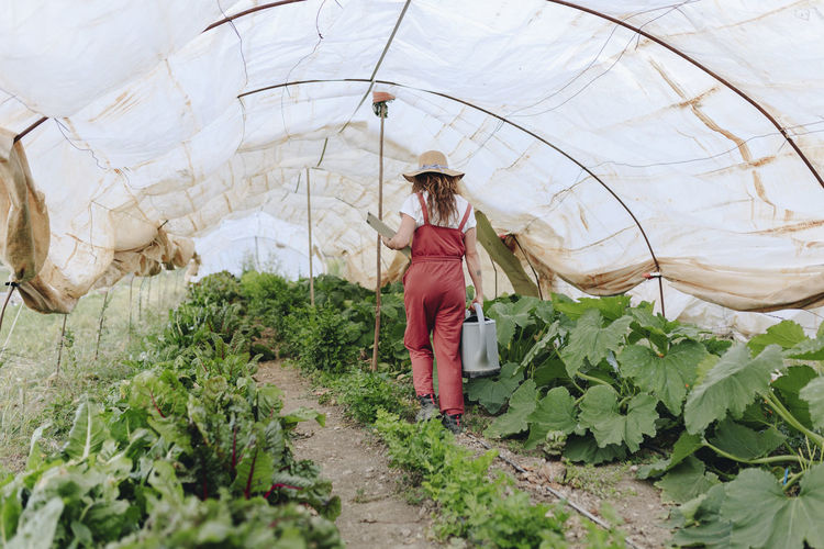 Farmer with watering can walking in vegetable greenhouse