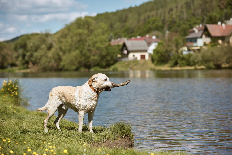 Dog running on lake