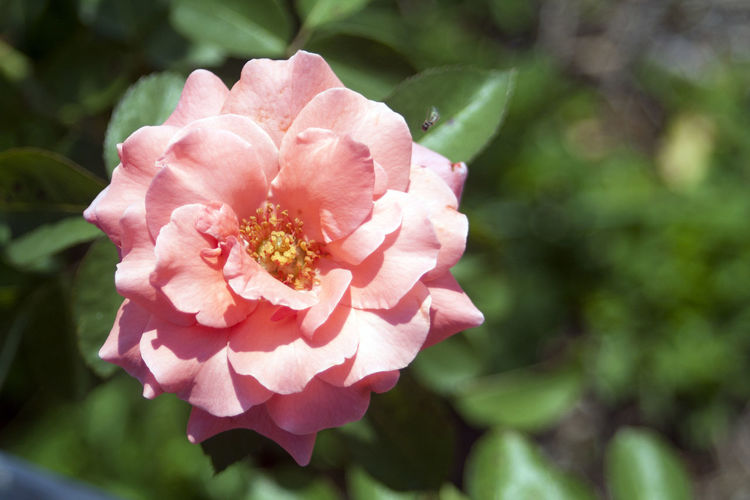 Close-up of coral rose blooming outdoors