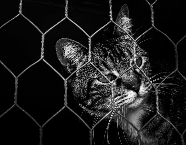 Close-up portrait of cat seen through chainlink fence