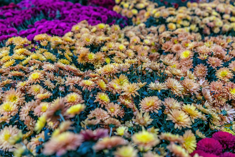 Full frame shot of yellow flowering plants