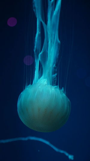 A close-up portrait of floating jellyfish underwater with blue ambience