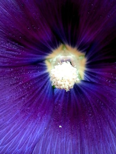 Full frame shot of purple flower