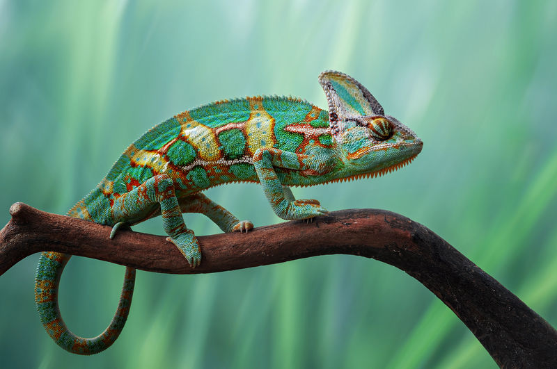 Chameleon on the wood