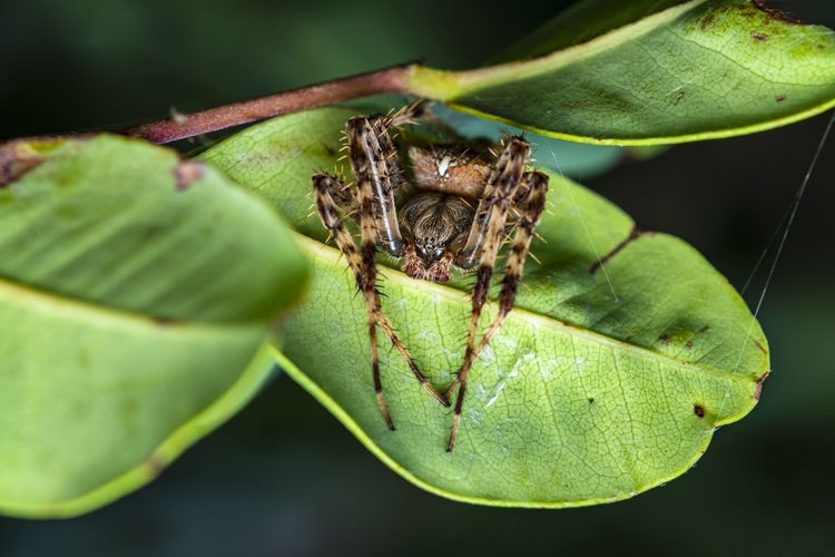 A macro-photo of a spider hiding  underneath a leaf