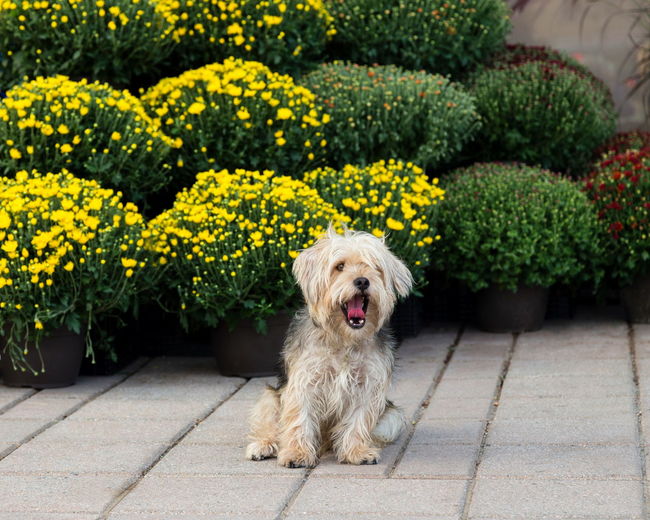 Cute dog with mouth open sitting on footpath against plants