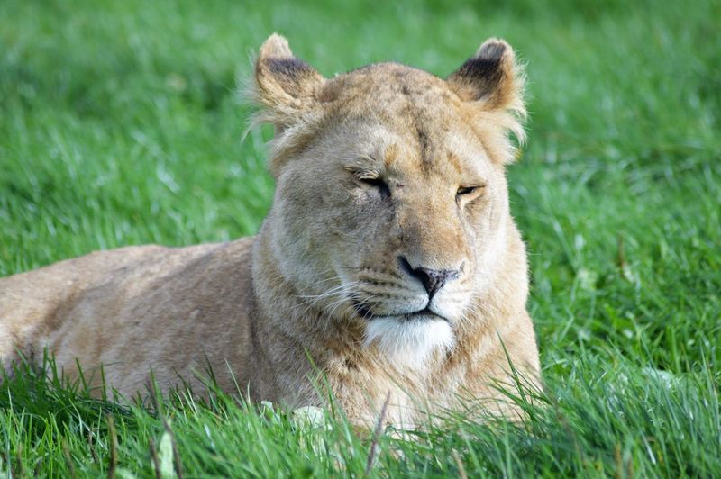 Portrait of lion relaxing on field