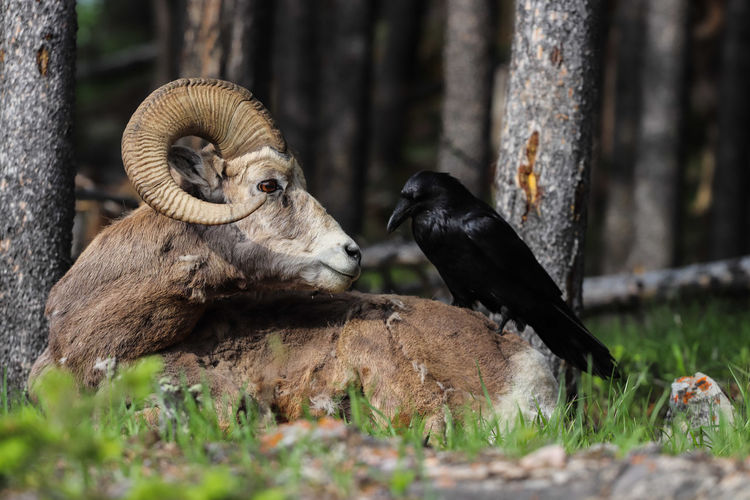 Raven perching on bighorn sheep resting by trees at forest