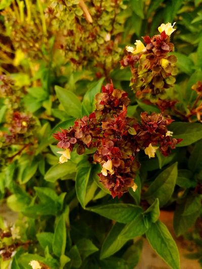 Close-up of fresh white flowers