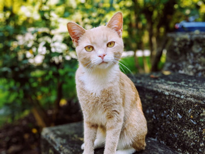 Portrait of cat sitting on steps