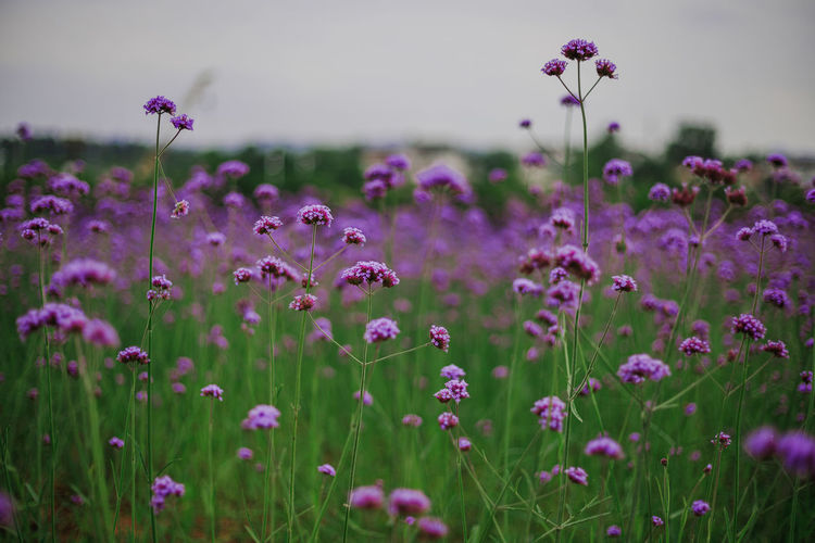 Close-up of pink flowering plants on field