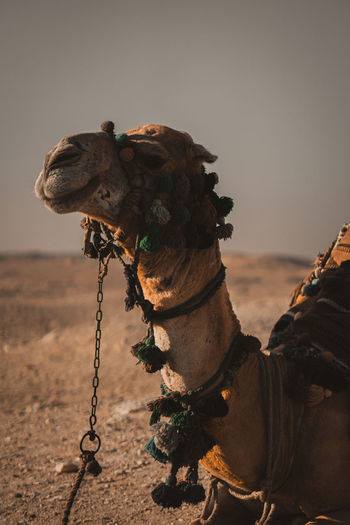 Camel on the sand in desert