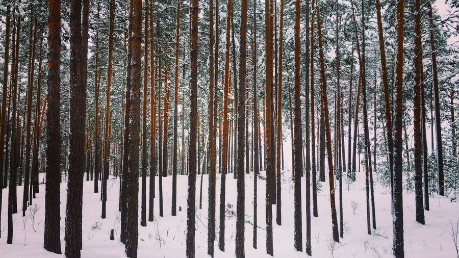 Panoramic view of pine trees in snow covered forest